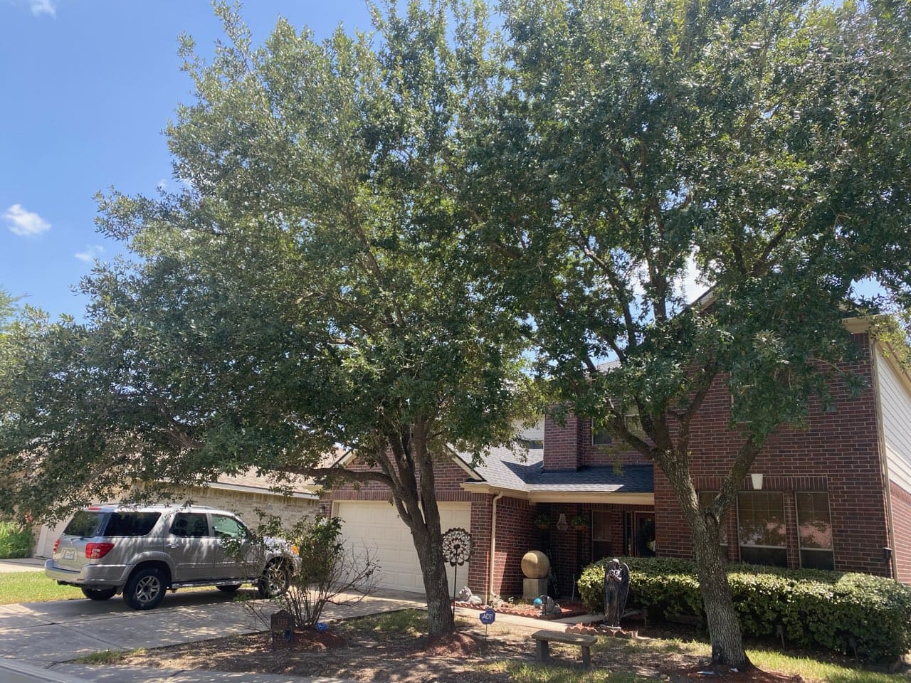 Second tree trimming project by All Pro Landscape